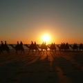 Kamele  am Cable Beach
