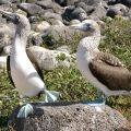 Blaufußtölpel beim Hochzeitstanz, Galápagos