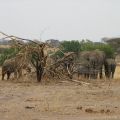 So sieht es aus, wenn eine Elefantenherde mit einem Baum fertig ist.