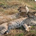 Geparden, Ngorongoro-Krater, Tansania | Kommentare: 1