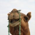 Kamel in Rajasthan